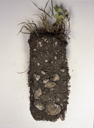 Young and Pure: Soil patterns of the Bahama Islands